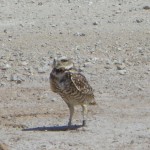 Exposed Owl 5