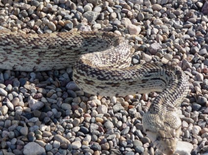 Gophersnake headshot