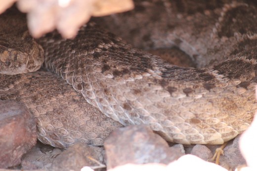 Rattlesnake on Ironwood Pt 2