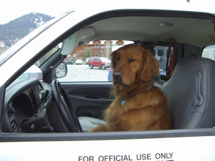 Rosco in driver's seat