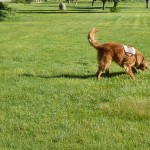 Roscoe searching