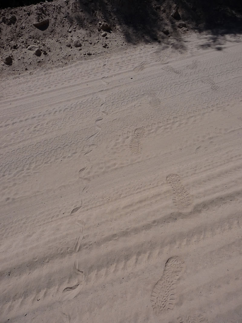 Snake track along the road
