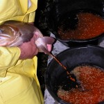 Squeezing eggs from female Spawning cutthroat trout