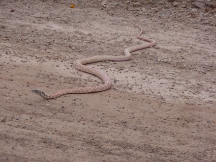 coachwhip